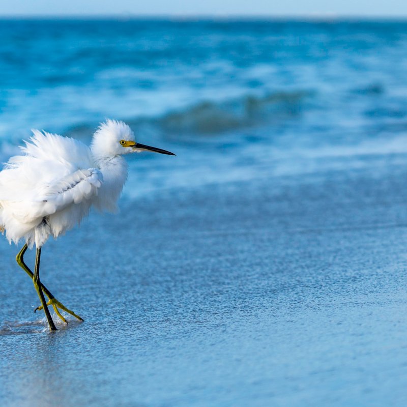 Bird Photography