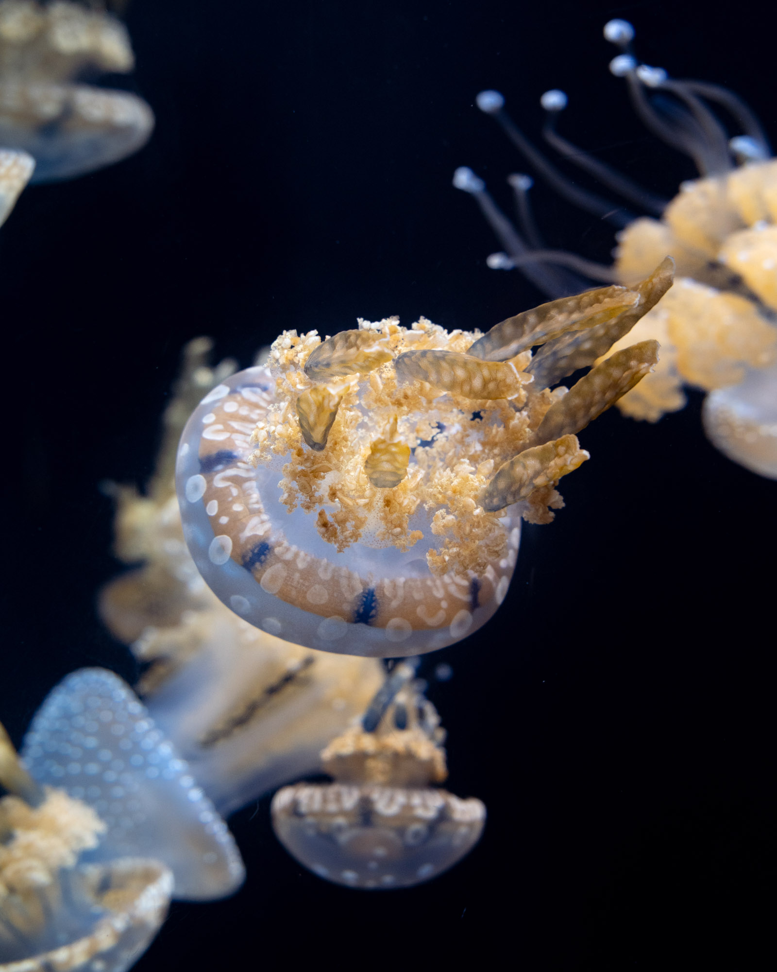 Shedd Aquarium