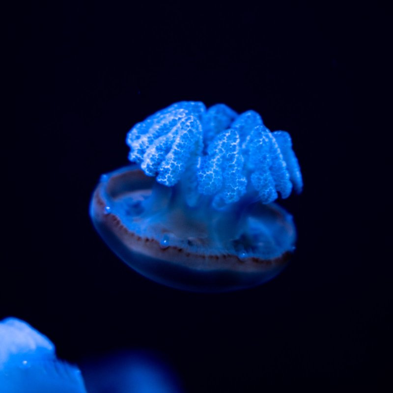 Shedd Aquarium