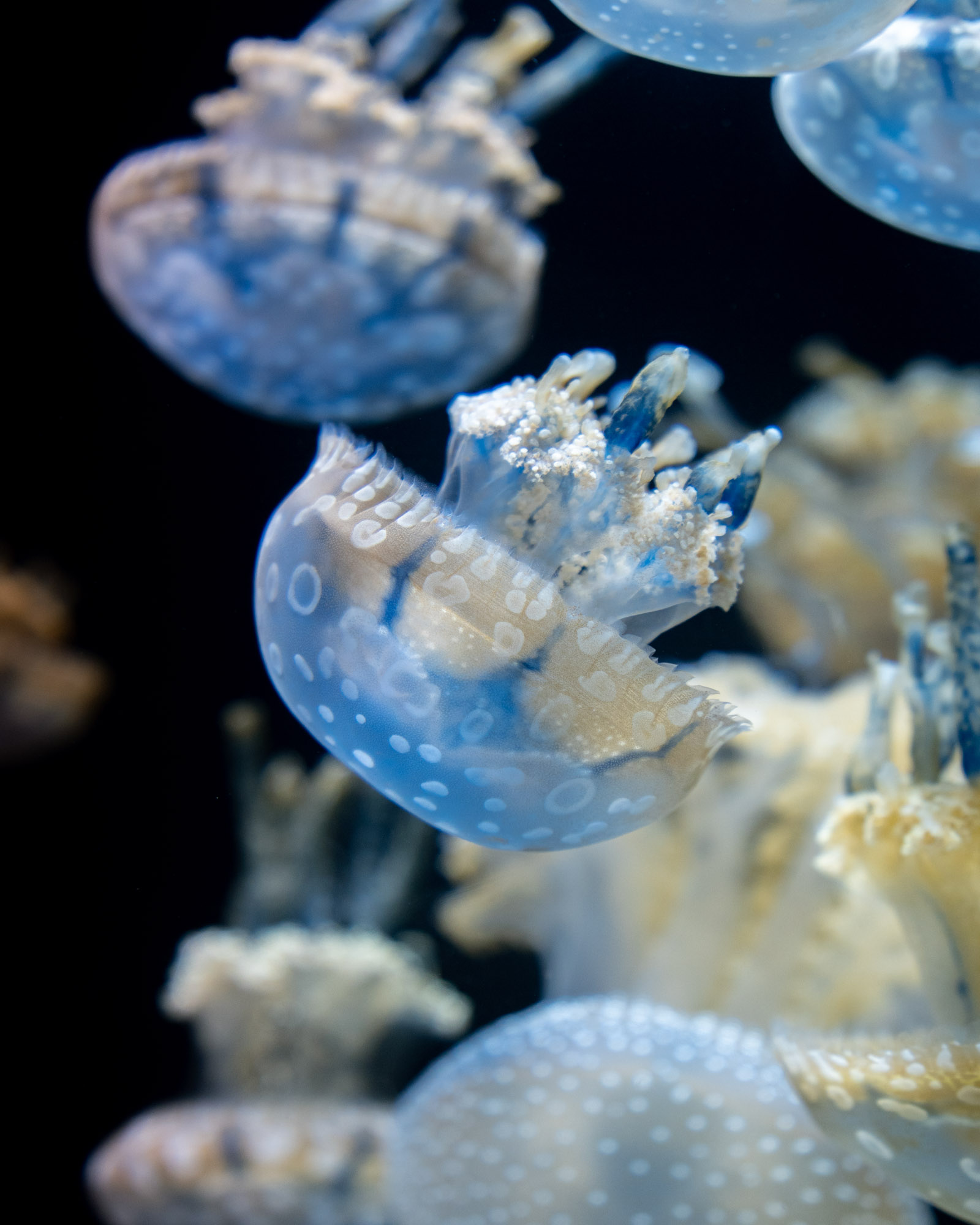 Shedd Aquarium