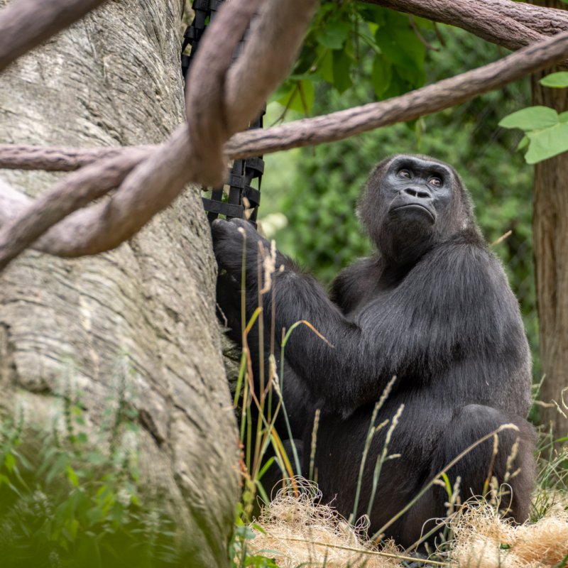 Lincoln Park Zoo