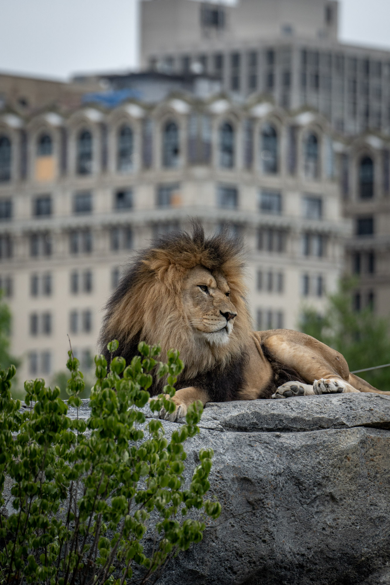 Lincoln Park Zoo