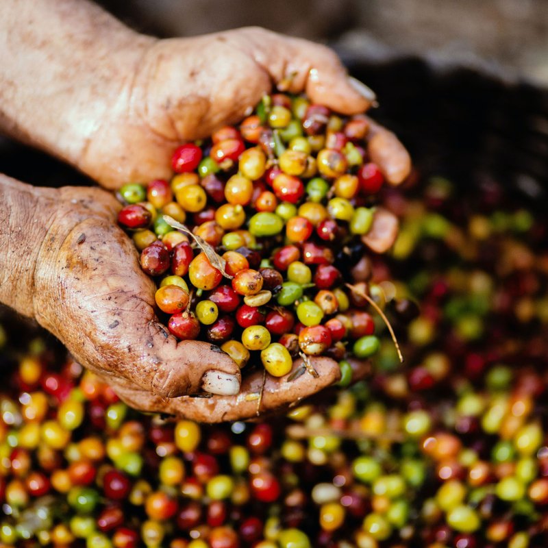 Methods of Processing Coffee